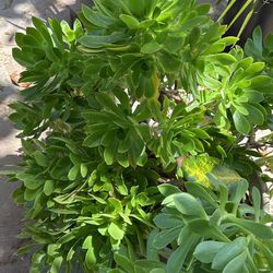 Aeonium Arboreum
