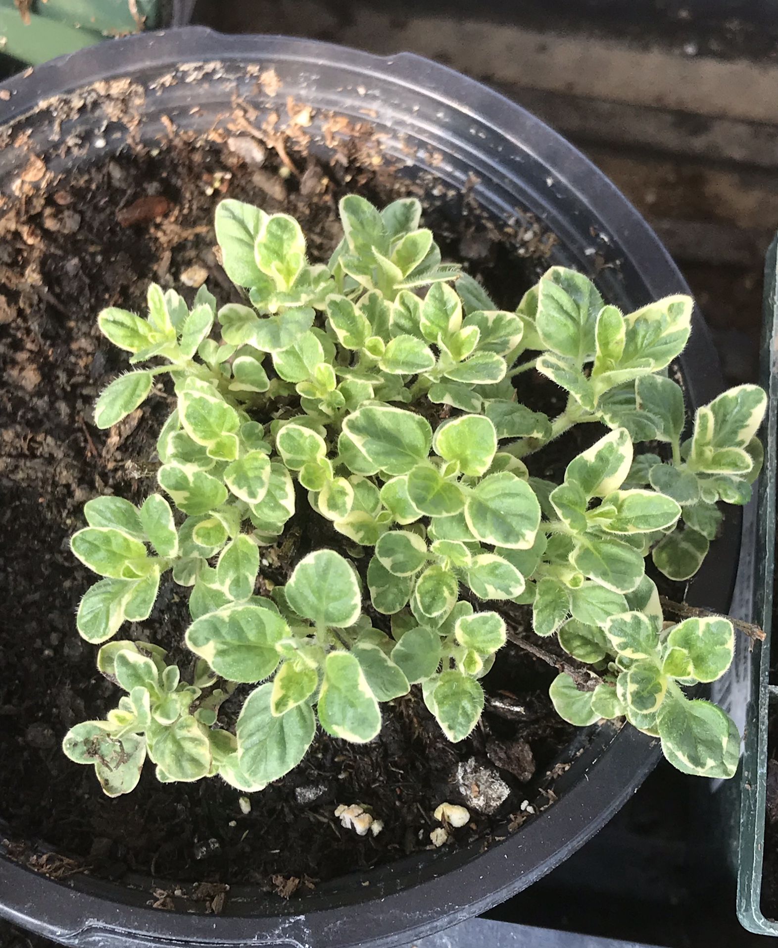 1 Variegated Marjoram Herb Plant - 4 inch pot
