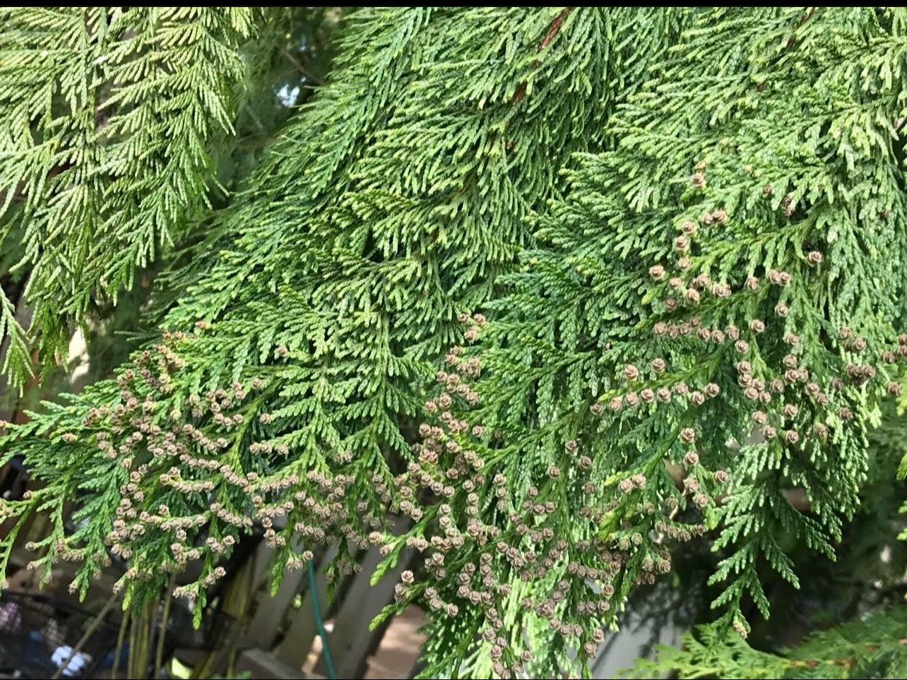 ❗️🐿️ Well Established Young Organic Red Cedar.