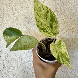 Marble Queen Pothos: ‘Marble Queen’ (Epipremnum aureum)