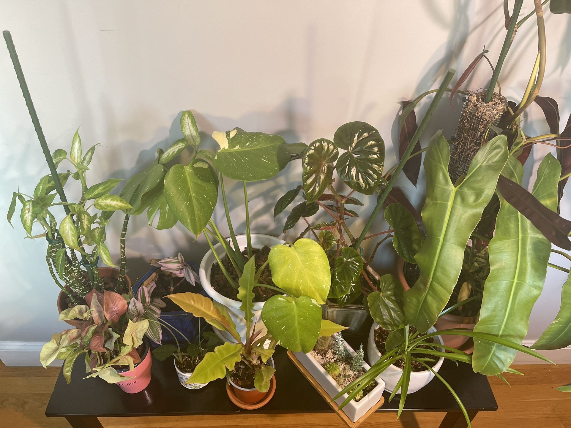 Plants For Sale!