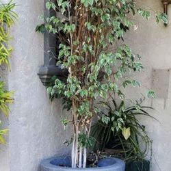 Two Commercial Decorative Concrete Planters w/ Huge Ficus Benjamina Plants