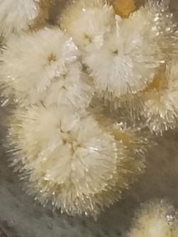 DMT