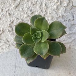 2 Inch Pot Succulent Plant - Aeonium Haworthii - Kiwi Verde - Pinwheel - Rooted & Established - Drought Resistant 🪴 Great Baby Shower or Wedding Favo