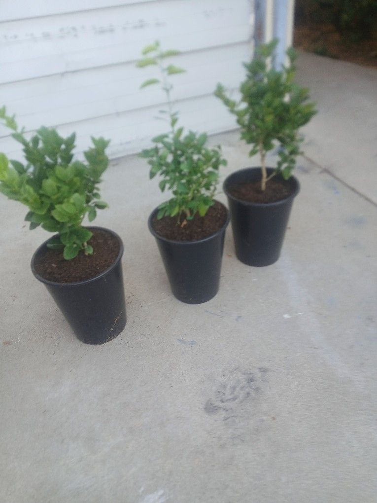 dwarf mexiczn key lime trees