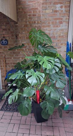 Large Monstera Deliciosa Plant in Black Pot