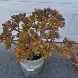 28" huge lucky Jade plant bonsai old money tree 幸运发财树 only one hurry