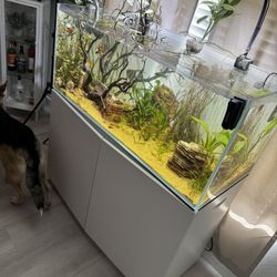 75 Gallon Landen Aquarium | Stand | FX4