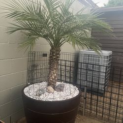 Palma con todo y maceta grande $ 100 dólares