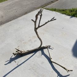 Large Driftwood