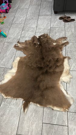 White tail Deer skin