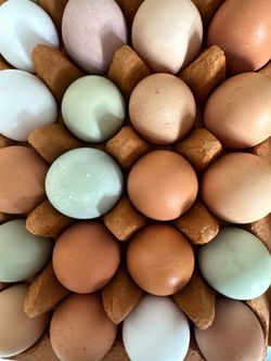 Fresh eggs