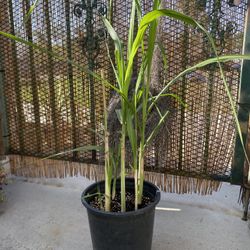 Sugarcane Plant
