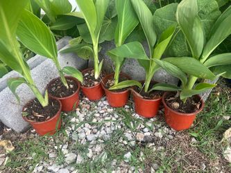 Canna Lillys..Yellow Flowers