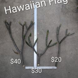 Fresh Plumeria Cuttings - Hawaiian Flag variety