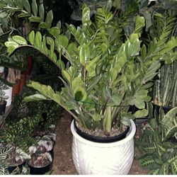 ~4ft (14” pot) huge ZZ plant, low light low maintainance indoor plant; Ceramic Pot Not Included; 95820 