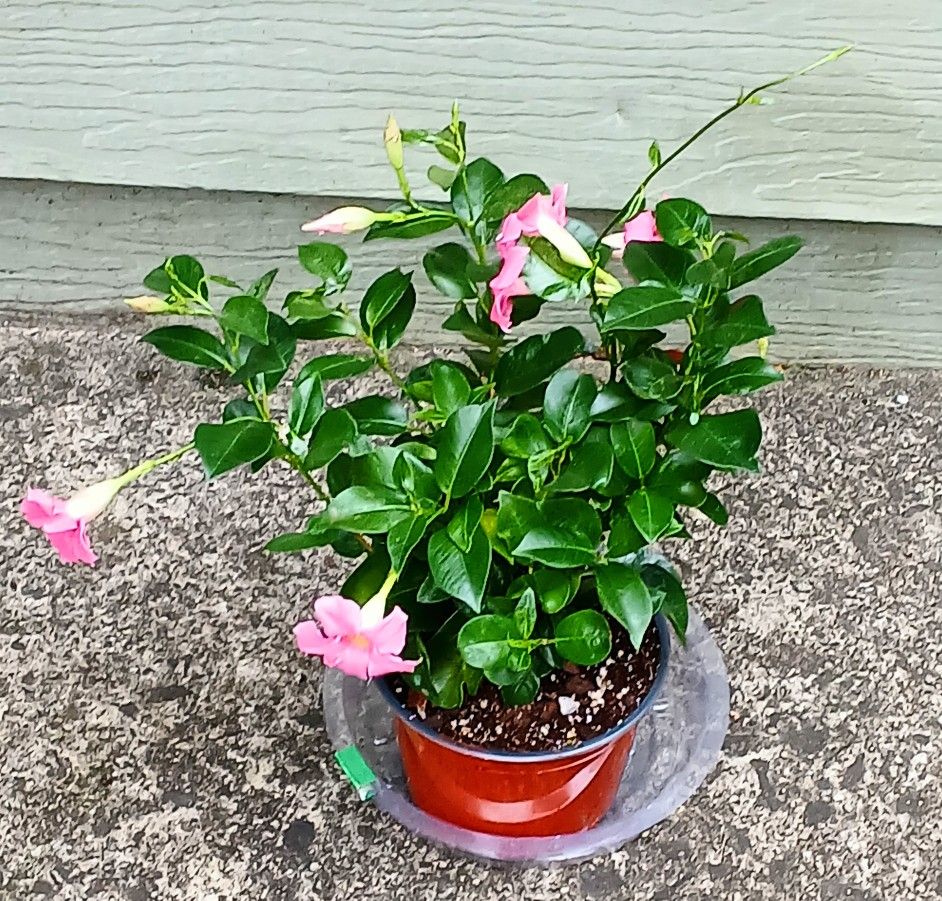 Live Dipladeia Bush Pink FLOWERING Outdoor Indoor HousePlants With Nursery Pot $ 7