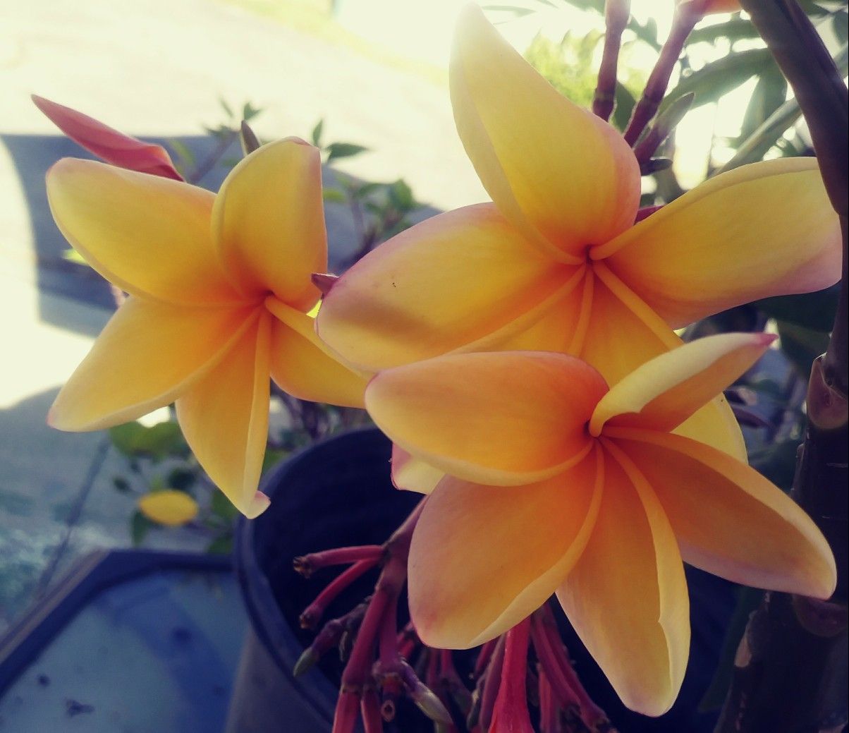 PLUMERIA ROOTED CUTTINGS "RARE DEEP SOLID ORANGE YELLOW FLOWERS" 💐 IN POTS.