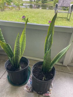 Lengua de Suegra (Snake Plant)