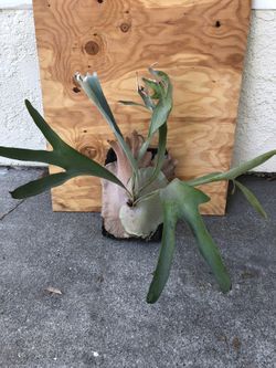 Staghorn fern