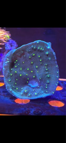 Fake saltwater coral