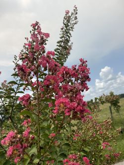 Tuscarora & Natchez Crape Myrtle 30 gallon