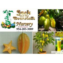 Startfruit Fruiting Grafted Trees 7gal Arboles De Carambola Fruteando 7gal