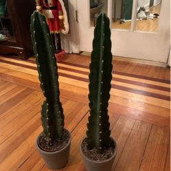Cuddly Cactus Plant! $35!! 1 Left 