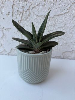 Gasteria Little Warty