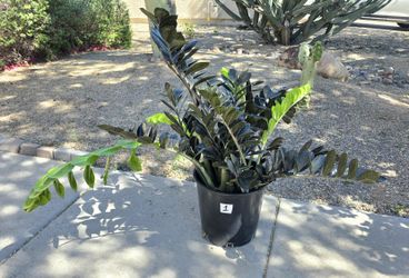 ZZ Black Raven Plant Huge #1