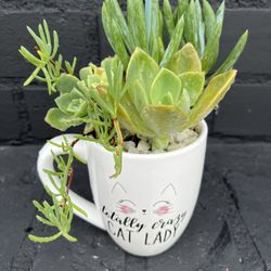 Succulents 