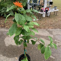 Orange Firecracker Plant 