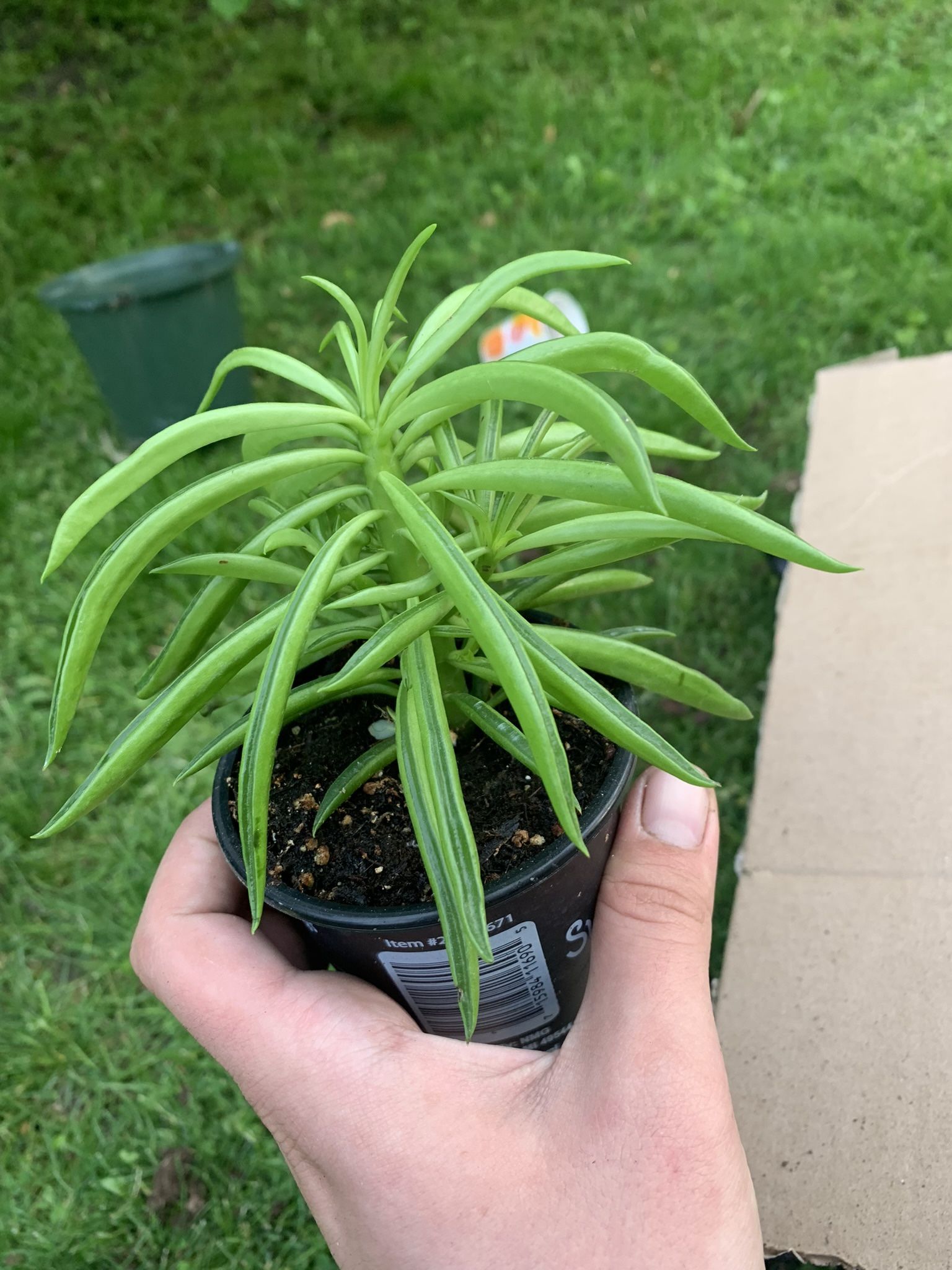 Happy Bean Plant!! ONLY $12!!