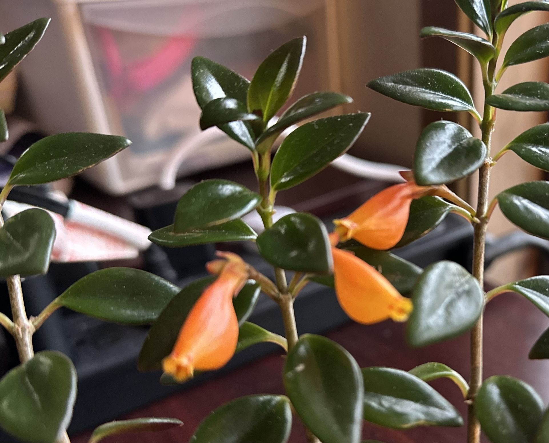 Healthy Goldfish plant starter! 