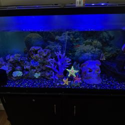 60 Gallon/Fish Tank with stand
