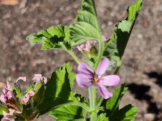 Scented Geranium (Lemon Scented Leaves)
