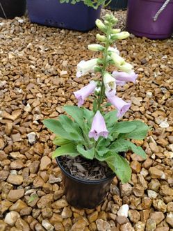 Foxglove Live Plant