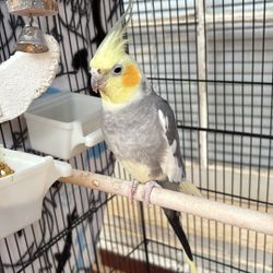 Cocktail With Cage 