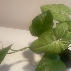 Big leaf pothos growing together with an arrow head plant in 5” pot