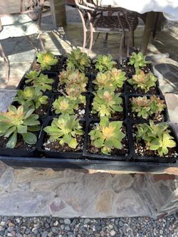 Kiwi Succulent plants