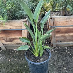 Bird Of Paradise