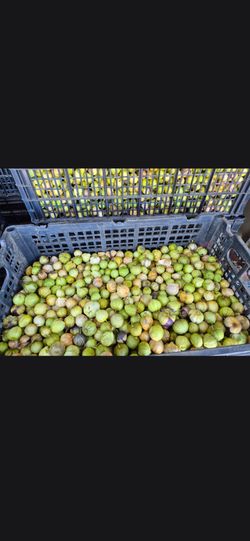 Tomatillo milpero