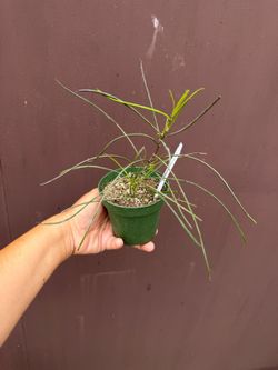 4” hoya biruensis