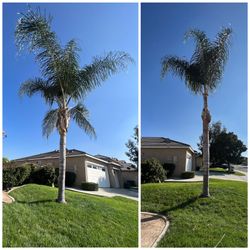 Palm Trimming