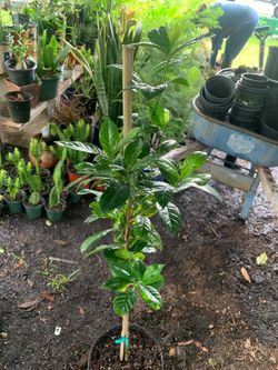 Gardenia tree