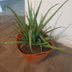 Aloe Vera Plants 