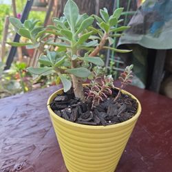 Calandrinia Grandiflora