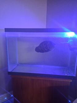 30 gallon fish tank