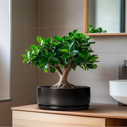 SQOWL Bonsai Pots - 8 Inch Ceramic Plant Pots for Succulents, Round Indoor Planter with Drainage Hole and Saucer, Shallow Modern Planter Bowl, Room De