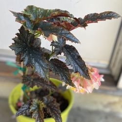 Begonia Fannie Mouse House Plant, In 3 Gallóns Pot Pick Up Only